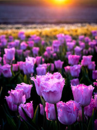 Tulips in sprintime bloomig on a flower field in germany