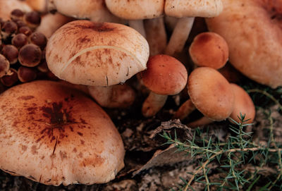 Close-up photo of cluster of mushrooms growing on tree stump.