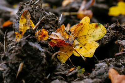 Close-up of autumn leaves