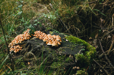 Close-up of mushroom growing on field