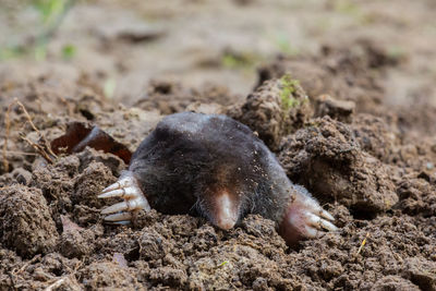 Close-up of crab on field