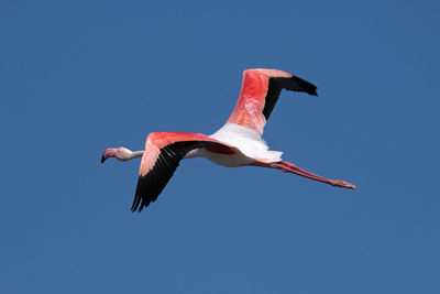 Flamingo fly in namibian sky