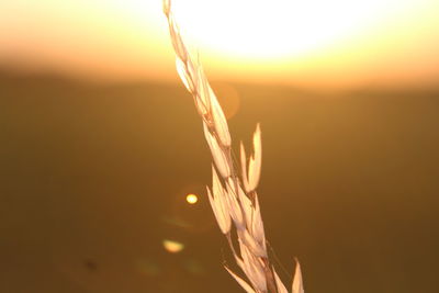 Close-up of plant growing outdoors during sunset