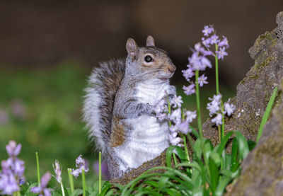 Close-up of squirrel on flower field