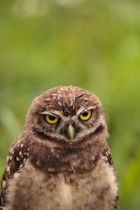 Baby burrowing owl athene cunicularia perched outside its burrow on marco island, florida