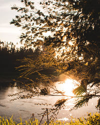 Tree by lake against sky during sunset