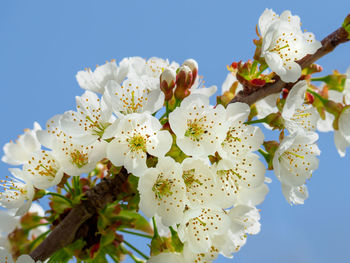 Low angle view of cherry blossoms against sky