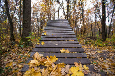 Wooden ramp in the forest