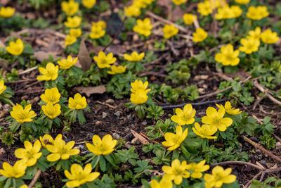 Field of yellow flowering winter aconite flowers, eranthis hyemalis,  close up and top view