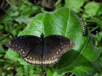 Close-up of butterfly on leaf