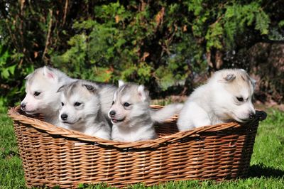 Cats relaxing in a basket