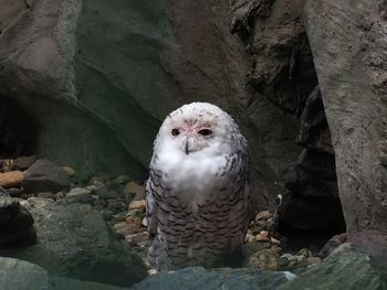 Close-up portrait of eagle