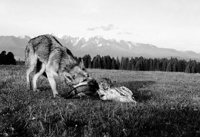 View of a wolf on field