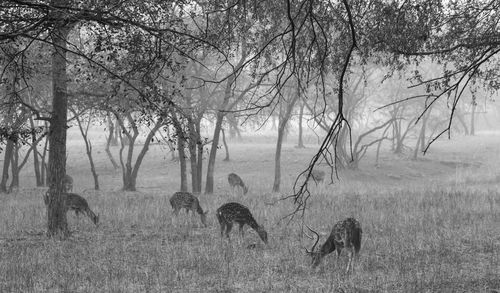 View of deers in forest