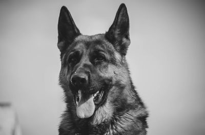 Close-up of a dog looking away