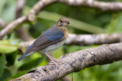 Close-up of bird perching on branch