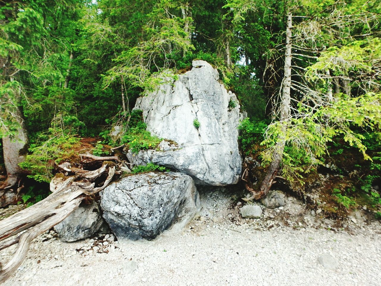 VIEW OF ROCKS IN FOREST