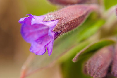 Close-up of purple flower