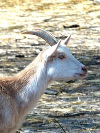 Close-up of goat on field