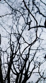 Low angle view of bare tree against sky