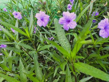 Close-up of purple flowering plants on field