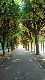 Road amidst trees