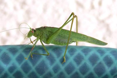 Close-up of grasshopper