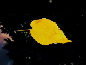 Close-up of yellow maple leaf floating on water