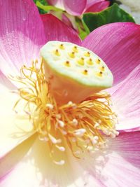 Close-up of pink flower