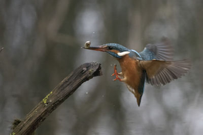 Close-up of bird flying