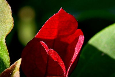 Close-up of red flower by leaves