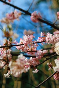 Close-up of pink cherry blossoms in spring