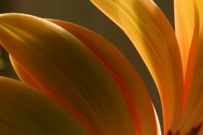 Close-up of orange rose flower