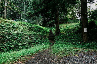 View of green trees in forest