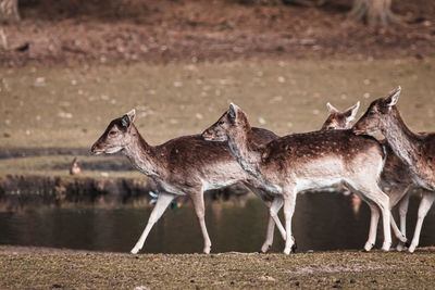 Deer standing on field