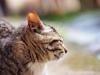 Close-up of a cat looking away