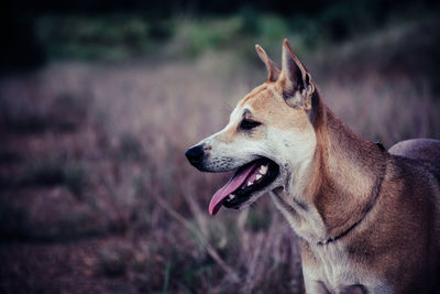 Close-up of a dog looking away