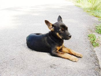 High angle view of dog sitting on street