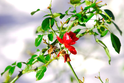 Close-up of red flowers against sky