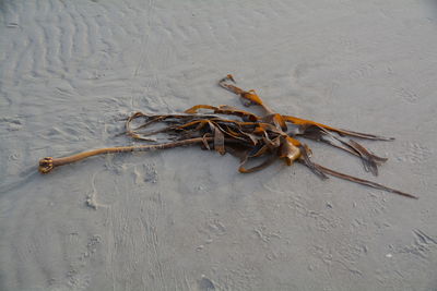 High angle view of dead seaweed plant on shore at beach