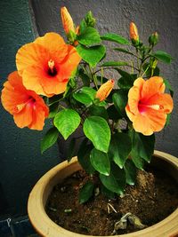 Close-up of orange flower blooming in pot