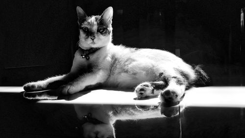 Portrait of cat sitting on sofa at home