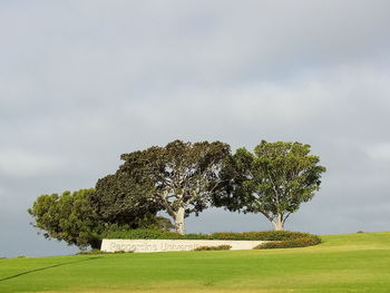 Tree on field against sky