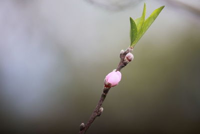 Close-up of plant