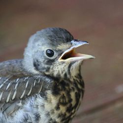 Close-up of a bird