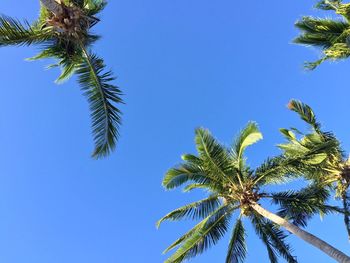 Low angle view of palm tree against clear blue sky