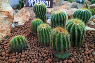 High angle view of succulent plant on field