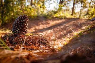 Pine cone on field 