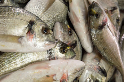 Close-up of fish for sale in market