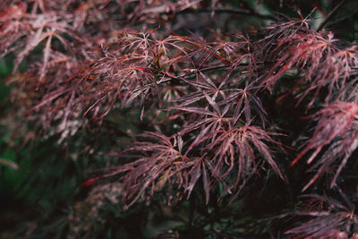 Close-up of dried leaves on tree